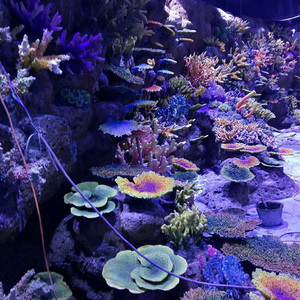 مرجان صناعي كبير مرسوم يدويًا حسب الطلب لتزيين أحواض السمك والمنازل، مرجان واقعي للفنادق والردهات - Product Image 4