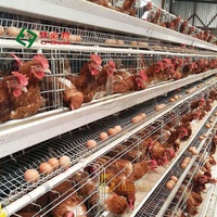 Prix Avantageux Système d'Élevage Cages de Poules Pondeuses Équipement Avicole pour Ferme de Poulets