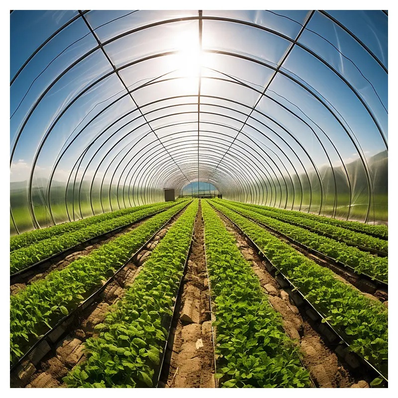 Película de plástico UV para cubierta de invernadero agrícola de bajo costo para tomates de invernadero