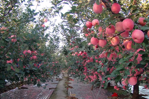 Fertilizante de algas marinas naturales orgánicas, tienda lejos de la luz para plantas vegetales - Product Image 4