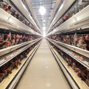 Jaula tipo H para pollos de engorde Limpieza automática y alimentación de jaulas para aves de corral - Product Image 1