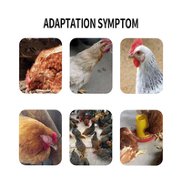 Améliore l'entéroite et la diarrhée chez les poulets, les canards et les oies, renforce la santé intestinale, améliore la condition physique et favorise la croissance
