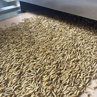 Vente directe d'usine, prix bas, larves de mouches soldat noires pour poulets, oiseaux, friandises pour animaux de compagnie