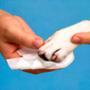 80 lingettes humides sans alcool pour le corps, les poils et les pattes des animaux de compagnie, en boîte - Product Image 6