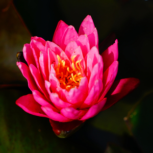 Nymphaea 'Zi Li' - Une <span class=keywords><strong>plante</strong></span> aquatique adaptée aux bassins de jardin et aux serres - Nénuphar 'Zi Li' - Product Image 4