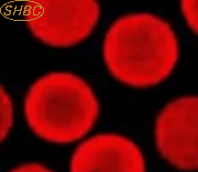 Microesferas de Carboxilo Rojas Premium: Rendimiento Consistente por Lotes para Reactivos de Diagnóstico, Acoplamiento de Proteínas y Experimentos Científicos - Product Image 5