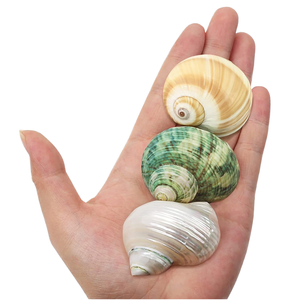 3 coquillages naturels écologiques de petite taille pour crabe ermite, 1,52 pouce, ouverture de 0,81 pouce, jaune, blanc, vert, argent, décoration d'intérieur - Product Image 1