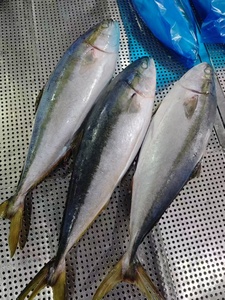 Novo Lote de Peixe Rabo Amarelo Congelado à Venda - Product Image 3