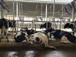 Matelas pour vache, lit d'eau, lit frotté, <span class=keywords><strong>prix</strong></span> d'usine direct, vente en gros, durable - Product Image 3