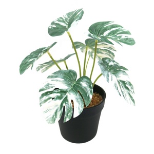 Vero tocco 7lvs 28cm alto <span class=keywords><strong>Mini</strong></span> Monstera <span class=keywords><strong>Bonsai</strong></span> - Product Image 2