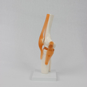 Modèle de genou fonctionnel en stock, d'apparence naturelle, rotule entièrement flexible avec ligaments et squelette. - Product Image 3