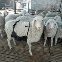 Tablier de contrôle de l'élevage réglable pour moutons et chèvres