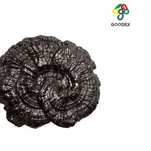 Hotsell B Nấm Linh Chi Khô Màu Đen Cơ Thể Trái Cây & Nấm Linh Chi - Product Image 3