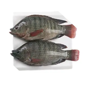 Frozen Tilapia Whole Round Fish With IQF Bulk Tilapia Specifications Supplied