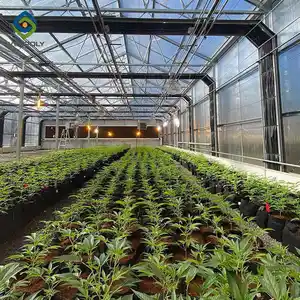 Standard Herb Medical/hemp Growing Commercial Single Span Greenhouse Polycarbonate Sheet Cover