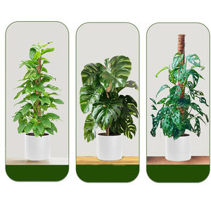 Palos de plantas y estacas de soporte de yute de coco, poste de musgo para trepar plantas en maceta hechas de madera, fibra de coco de yute para jardines - Product Image 2