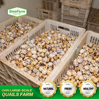 Fournisseurs d'œufs à couver Chine-Ukraine, œufs de poulet de taille jumbo riches en protéines, stockage frigorifique, Inde