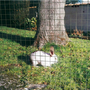 Hàn dây lưới DIY 5M 10M xây dựng lưới mạ kẽm hàn hàng rào CuộN lỗ vuông 1 "1/2" 3/4 "thỏ hàng rào lồng - Product Image 4