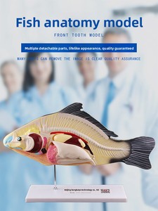 Modelo <span class=keywords><strong>de</strong></span> Anatomía <span class=keywords><strong>de</strong></span> Pez con Órganos Internos Desmontables para Enseñanza <span class=keywords><strong>de</strong></span> Biología en Secundaria/Preparatoria y <span class=keywords><strong>Educación</strong></span> <span class=keywords><strong>Superior</strong></span>, Ciencia Profesional - Product Image 1
