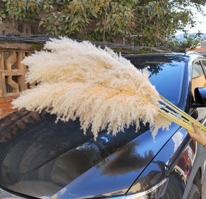 Hierba de Pampas para decoración, flores secas Jumbo de varios tamaños, precios súper bajos - Product Image 3