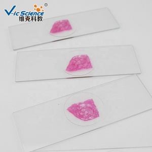 20 piezas de diapositivas de Histología oral humana diapositivas de Histología partes bucales microscopio diapositivas de Histología oral - Product Image 2