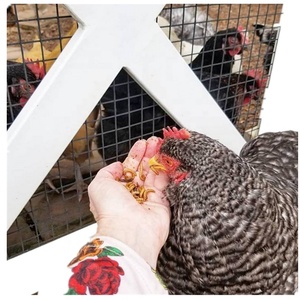 تربية الطيور, تغذية مجففة لتربية الطيور وحشرة زيت صوفي للطيور والأفاعي والسحالي والبرمائيات - Product Image 4