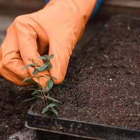 Barquettes à semis extra résistantes avec trous pour la germination de graines de jardin, les micro-légumes et la propagation des plantes