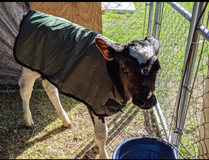 Bê Áo Khoác Không Thấm Nước Foal Chăn Chăn Chăn Chăn Pro Bê Chăn - Product Image 5