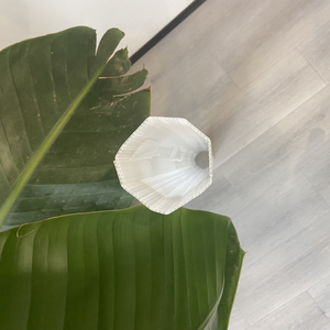 Vert PP Corflute Tree Guards pour Tree Wrap - Product Image 6