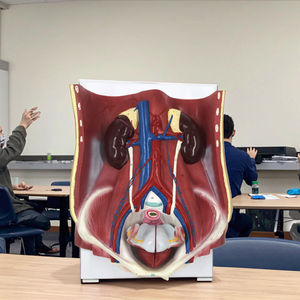 Pvc Dual <span class=keywords><strong>Sex</strong></span> Urinewegstelsel Anatomiemodel 6 Delen Menselijk Urinestelsel - Product Image 5