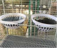 Offre Spéciale populaire H type pigeon cages d'élevage
