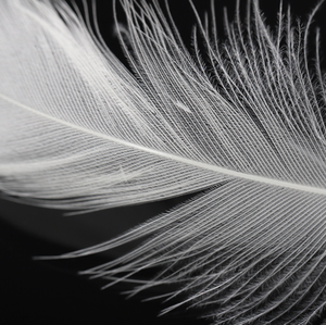 Remplissage de plumes <span class=keywords><strong>d</strong></span>'<span class=keywords><strong>oie</strong></span> lavées <span class=keywords><strong>prix</strong></span> usine pour literie coussin oreiller couette certifié RDS - Product Image 4