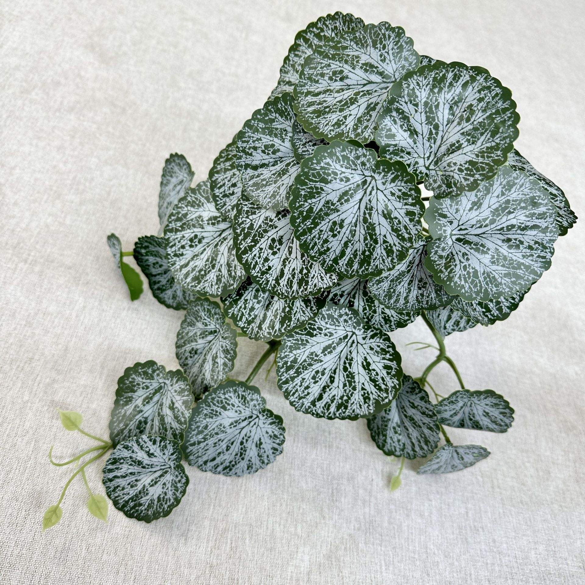 Feuille de béétel ronde blanc vert