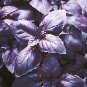 Pots en céramique de luxe, terreau, <span class=keywords><strong>engrais</strong></span> pour herbes DIY, sous-plateaux en <span class=keywords><strong>bambou</strong></span> et marqueurs, cadeaux pour le jardinage d'herbes aromatiques biologiques d'intérieur DIY - Product Image 6