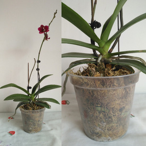 Slotted <b>Planter</b> for Indoor Plants - Orchids, Succulents, Herbs, and More - Product Image 5