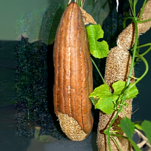 100% Natural Handmade Loofah Brush-Body Care for Skin Diseases Hemorrhoids & Joint Pain-Customized Packaging - Product Image 1
