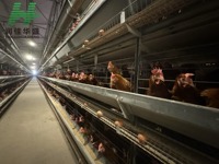 Poulailler pour poules pondeuses, cages automatiques pour volailles