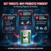 Complément de Bacillus Subtilis, Licheniformis et Coagulans pour le contrôle des agents pathogènes intestinaux, le soutien immunitaire et la santé intestinale chez les pigeons et la volaille