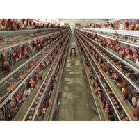 Hangar de poule chinoise granjas pollos engorde Structure en acier Bâtiment de ferme de poulet Conceptions de poulailler Construction de hangar en métal