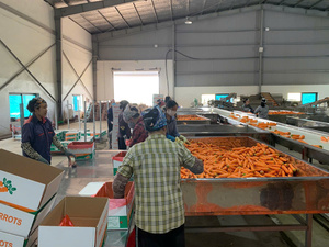 Orgánica dulce fresco congelado y zanahoria Vietnam exportador alta calidad producto agrícola para la venta al por mayor - Product Image 4