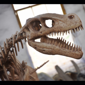 Squelette de dinosaure hautement réaliste, modèle de squelette de Tyrannosaurus simulé pour l'affichage dans les musées d'histoire <span class=keywords><strong>naturelle</strong></span> - Product Image 6