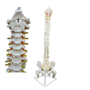 Modelo de <span class=keywords><strong>Columna</strong></span> Vertebral Humana a Escala Real 1:1 con Pelvis, Fémur, Nervio y Vasos Sanguíneos, Flexible, Anatómico, para Enseñanza y Exhibición - Product Image 3