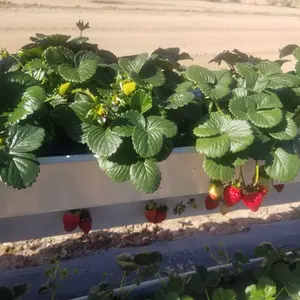 स्ट्रॉबेरी के साथ प्लास्टिक ग्रीनहाउस कृषि पीवीसी हाइड्रोपोनिक प्रणाली