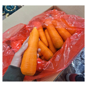 Zanahorias enteras orgánicas de alta calidad frescas de Vietnam Fuente asiática Sabor dulce saludable Excelente Servicio Postventa - Product Image 1