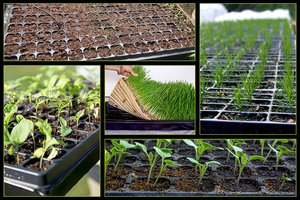Plateaux <span class=keywords><strong>de</strong></span> semis <span class=keywords><strong>en</strong></span> plastique X153 pour la germination <span class=keywords><strong>de</strong></span> plantes succulentes, 185g, 36 alvéoles rondes <span class=keywords><strong>en</strong></span> nid d'abeille - Product Image 6