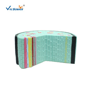 Modèle de tige de plante dicotylédonée VIC3205, modèle de structure tissulaire, modèle de section anatomique agrandie - Product Image 5