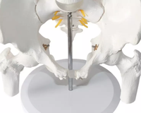 Modelo de Pelvis Humana de Tamaño Real para Ciencias Médicas con 5 Vértebras Lumbares, Modelo Anatómico Educativo con Certificación CE/ISO