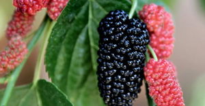 Baisfu, большие поставки, высококачественный бренд Baisfu <span class=keywords><strong>MULBERRY</strong></span>, изготовленный из хорошего сырья, порошок фруктового сиропа тутового дерева - Product Image 4