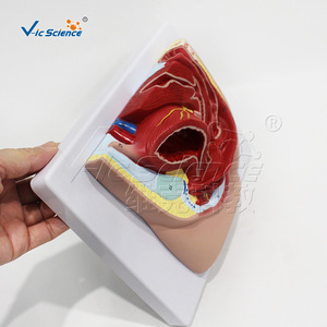 Modèle d'échantillon pelvien féminin adulte, outil pédagogique pour l'enseignement en obstétrique et gynécologie. - Product Image 3