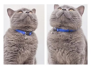 New High Quality <strong>Buckle</strong> Nylon Material Customized Safety Soft and Comfortable <strong>Cat</strong> <strong>Collar</strong> - Product Image 5